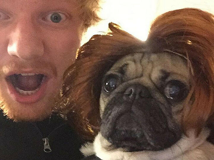 Ed Sheeran posiert mit Doug, dem Mops
