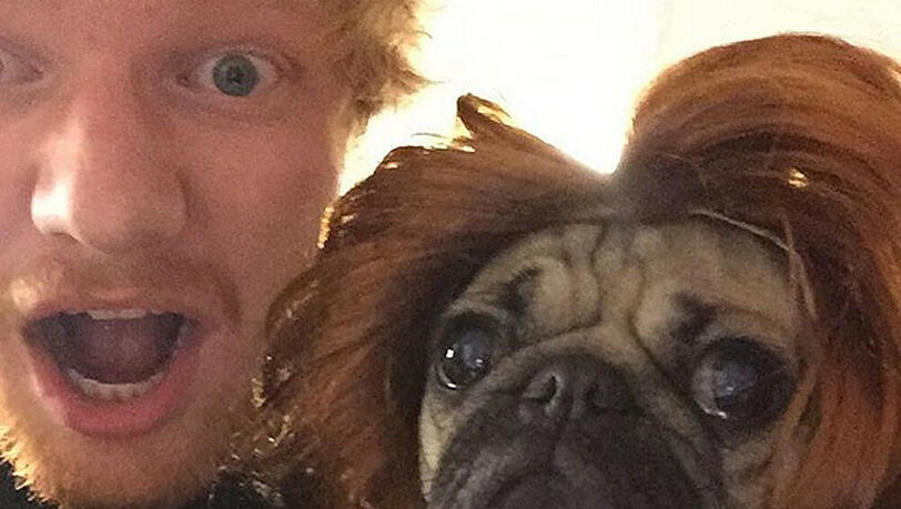 Ed Sheeran posiert mit Doug, dem Mops Ed Sheeran posiert mit Doug, dem Mops
