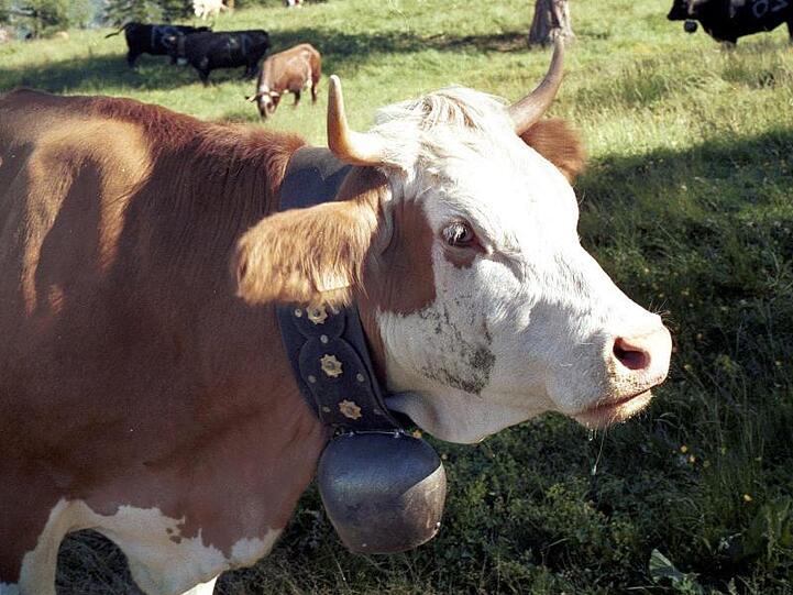 Ein Kuh mit Glocke um den Hals. Foto: Andreas Heimann/dpa-tmn/dpa/Archivbild
