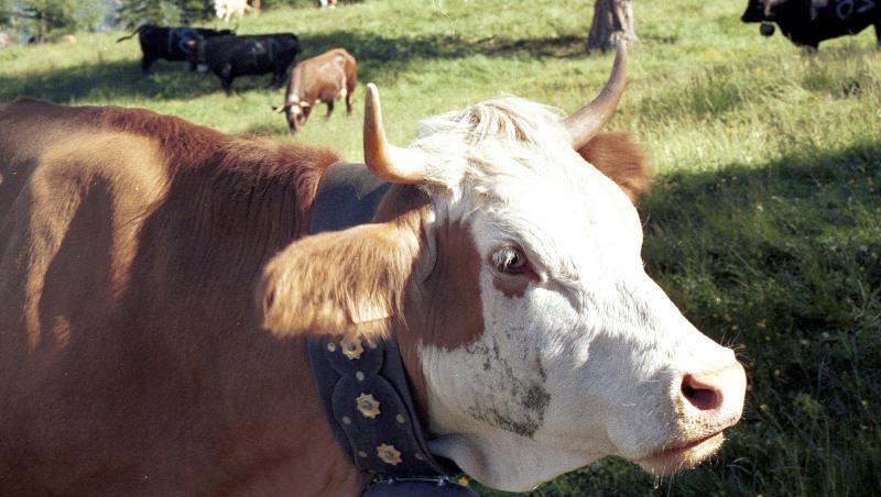 Ein Kuh mit Glocke um den Hals. Foto: Andreas Heimann/dpa-tmn/dpa/Archivbild Ein Kuh mit Glocke um den Hals. Foto: Andreas Heimann/dpa-tmn/dpa/Archivbild
