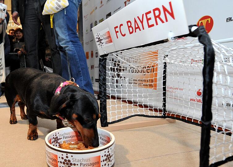 ... und dann steuert sie zielsicher auf den Bayern-Napf zu. Das Dackel-Orakel hat entschieden: Der FC Bayern gewinnt die Champions League.