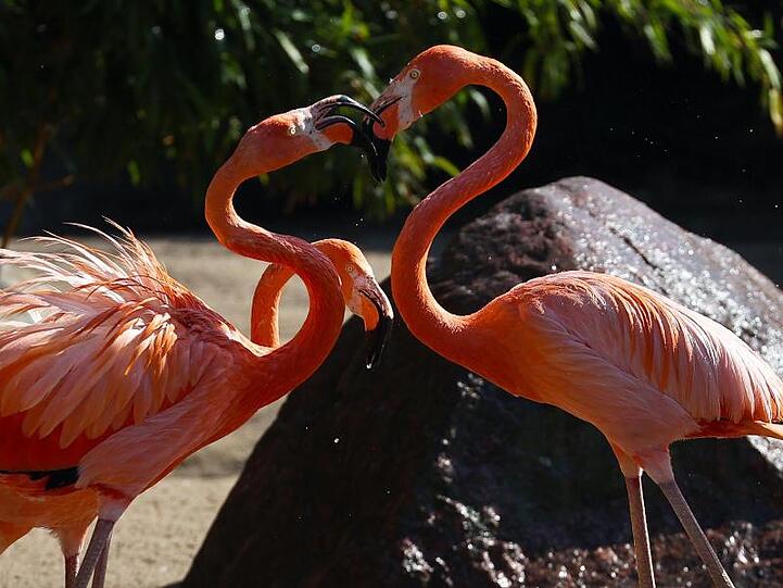 Die Flamingos bei Hagenbeck genießen das kühle Nass.