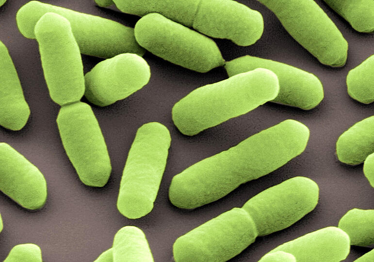 Hunderte Tonnen Wurstwaren müssen vernichtet werden, weil in Produkten der Firma Sieber gesundheitsgefährdende Bakterien gefunden wurden.