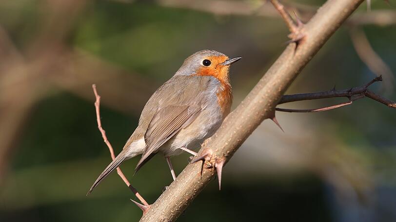 Einfach ein wunderschöner Singvogel: das Rotkehlchen.