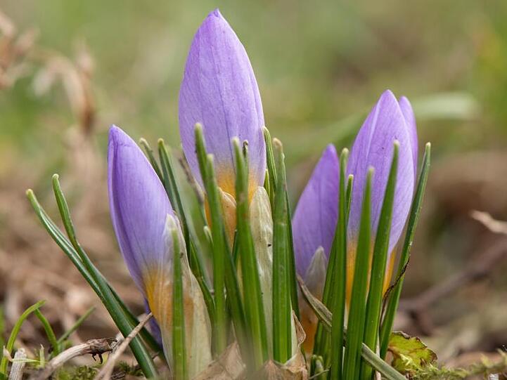 Sie blühen immer früher: Krokusse auf einer Wiese in Dresden.