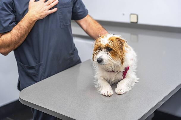 Martin Rütter verrät in der AZ, wie man den Tierarztbesuch für den eigenen Hund erträglicher macht.