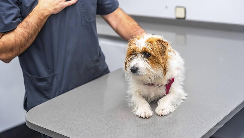 Martin Rütter verrät in der AZ, wie man den Tierarztbesuch für den eigenen Hund erträglicher macht.