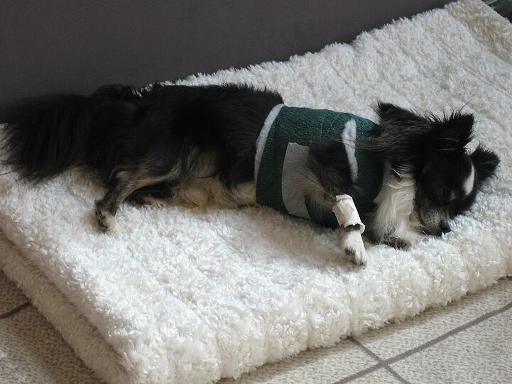 Chihuahua &bdquo;Shelby&ldquo; ist mit schweren inneren Verletzungen in einer Tierklinik in Oberhaching gelandet.