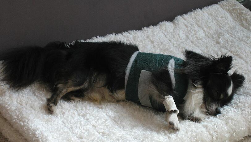 Chihuahua „Shelby“ ist mit schweren inneren Verletzungen in einer Tierklinik in Oberhaching gelandet. Chihuahua „Shelby“ ist mit schweren inneren Verletzungen in einer Tierklinik in Oberhaching gelandet.