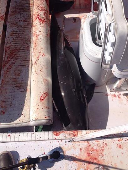 Ein Delfin ist auf ein kleines Boot gesprungen und hat auf dem Deck wild um sich geschlagen. Dabei verletzte er eine Frau. Die Bilder des blutverschmierten Bootes.