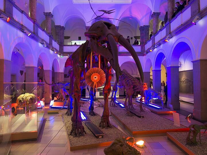 Stimmungsvoll: Ein Urzeitriese im Paläontologischen Museum.