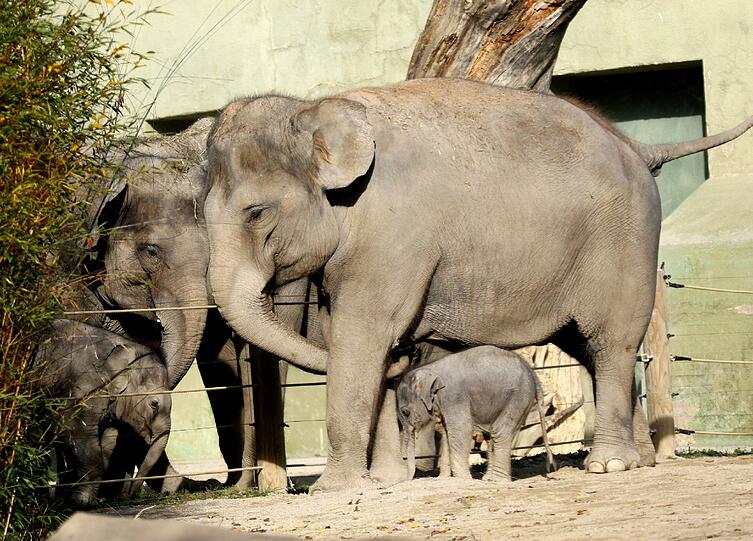 Der Münchner Elefantennachwuchs: Ludwig (links) und seine leider schon verstorbene Halbschwester Lola (r) im November 2011.
