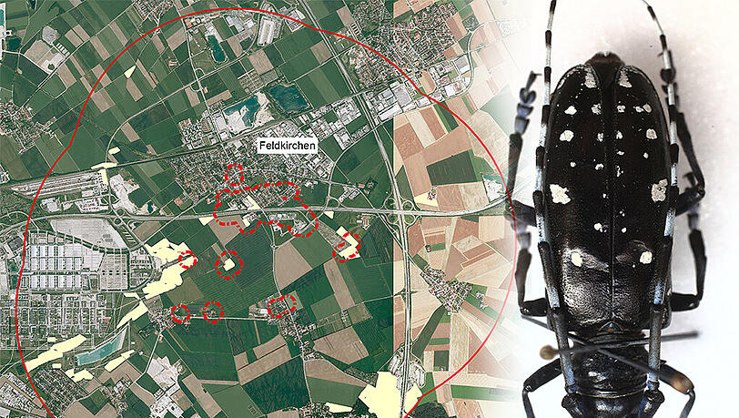 Der Käfer ist da: Von Feldkirchen zieht sich die Quarantäne- und Pufferzone bis weit in die Messestadt Riem (l.) hinein. Der Käfer ist da: Von Feldkirchen zieht sich die Quarantäne- und Pufferzone bis weit in die Messestadt Riem (l.) hinein.