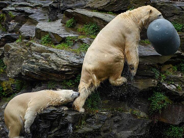 Die Eisbärinnen Hertha (l-r) und Tonja im Tierpark Berlin.