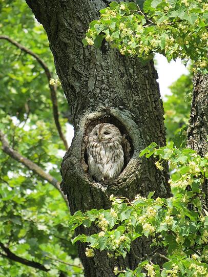 Offenbar gefällt ihm der Honigduft in seiner Linde auch: ein Waldkauz im Nymphenburger Schlosspark. Offenbar gefällt ihm der Honigduft in seiner Linde auch: ein Waldkauz im Nymphenburger Schlosspark.