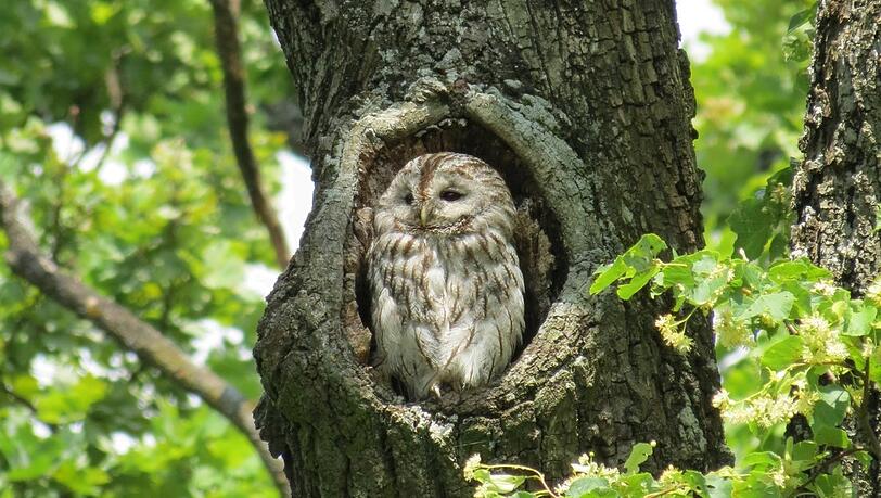 Offenbar gefällt ihm der Honigduft in seiner Linde auch: ein Waldkauz im Nymphenburger Schlosspark.