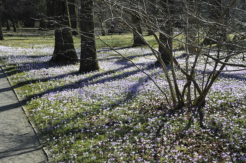 Krokusse bedecken den Waldboden im Park.