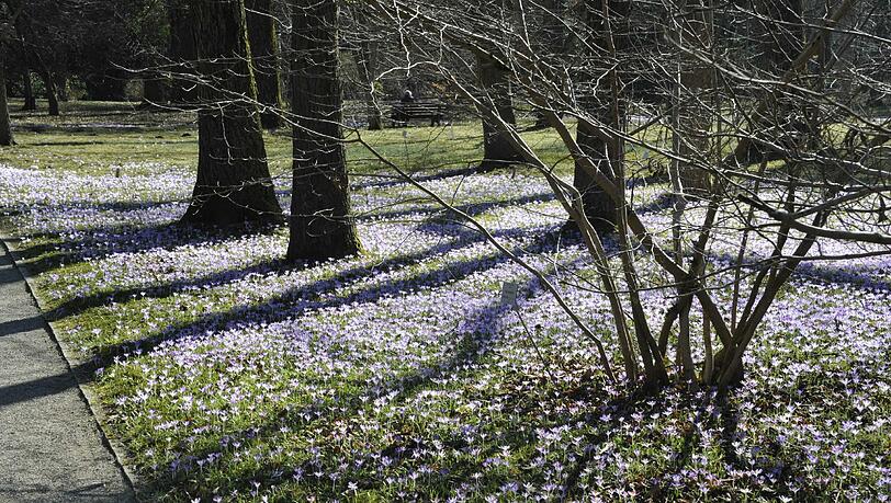 Krokusse bedecken den Waldboden im Park. Krokusse bedecken den Waldboden im Park.