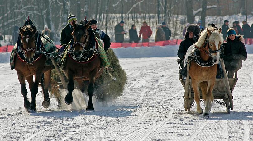 Mit dampfenden Nüstern und bei klirrender Kälte traben Kaltblütler bei dem bäuerlichen Schlittenrennen in Schleching im oberbayerischen Landkreis Traunstein über die Schneebahn....