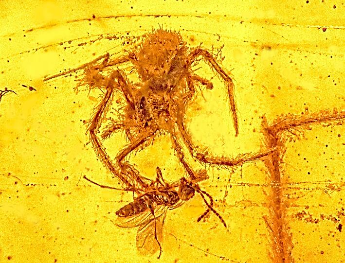 Die Aufnahme zeigt die Spinne (oben) beim Angriff auf eine in ihrem Netz gefangene parasitische Wespe, beide wurden vor rund 100 Millionen Jahren von Baumharz eingehuellt und konserviert (Foto undatiert). Urzeitliches Harz hat eine Spinne direkt beim Angriff auf ihre Beute konserviert: In Bernstein haben Forscher eine rund 100 Millionen Jahre alte fossile Spinne entdeckt, die gerade dabei war, eine in ihrem Netz gefangene Wespe zu toeten. Dies sei der erste Fossilfund, der einen solchen Spinnenangriff quasi als Momentaufnahme zeige.