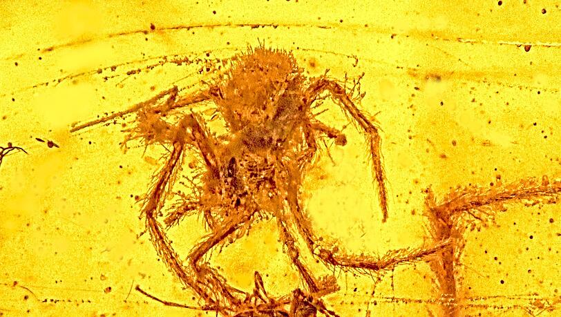 Die Aufnahme zeigt die Spinne (oben) beim Angriff auf eine in ihrem Netz gefangene parasitische Wespe, beide wurden vor rund 100 Millionen Jahren von Baumharz eingehuellt und konserviert (Foto undatiert). Urzeitliches Harz hat eine Spinne direkt beim Angriff auf ihre Beute konserviert: In Bernstein haben Forscher eine rund 100 Millionen Jahre alte fossile Spinne entdeckt, die gerade dabei war, eine in ihrem Netz gefangene Wespe zu toeten. Dies sei der erste Fossilfund, der einen solchen Spinnenangriff quasi als Momentaufnahme zeige. Die Aufnahme zeigt die Spinne (oben) beim Angriff auf eine in ihrem Netz gefangene parasitische Wespe, beide wurden vor rund 100 Millionen Jahren von Baumharz eingehuellt und konserviert (Foto undatiert). Urzeitliches Harz hat eine Spinne direkt beim Angriff auf ihre Beute konserviert: In Bernstein haben Forscher eine rund 100 Millionen Jahre alte fossile Spinne entdeckt, die gerade dabei war, eine in ihrem Netz gefangene Wespe zu toeten. Dies sei der erste Fossilfund, der einen solchen Spinnenangriff quasi als Momentaufnahme zeige.
