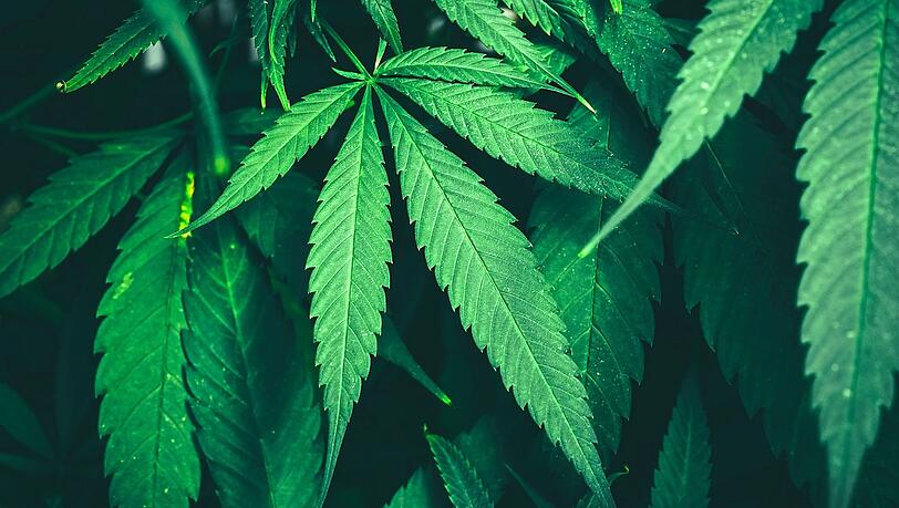Die Cannabispflanze ist nur in begrenzter Zahl in Bayern erlaubt. Die Cannabispflanze ist nur in begrenzter Zahl in Bayern erlaubt.