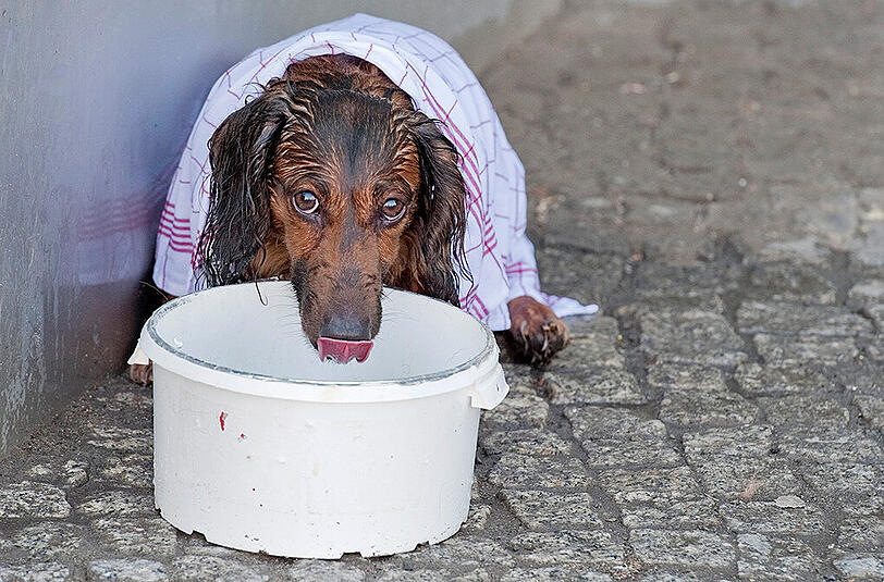 Viel Trinken und ein kühles Tuch: Vor allem kleine Tiere, wie dieser Dackel, haben mit der Hitze zu kämpfen.