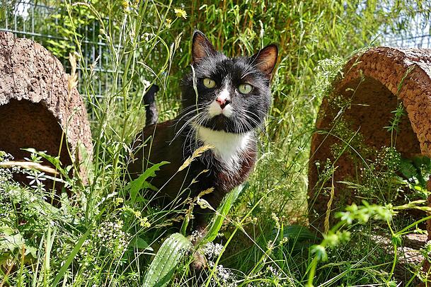 Tommy ist 15 Jahre alt. Er ist ein temperamentvoller und verschmuster Kater. Auch er sucht ein neues Zuhause. Tommy ist 15 Jahre alt. Er ist ein temperamentvoller und verschmuster Kater. Auch er sucht ein neues Zuhause.