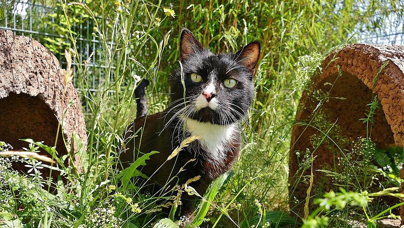 Tommy ist 15 Jahre alt. Er ist ein temperamentvoller und verschmuster Kater. Auch er sucht ein neues Zuhause. Tommy ist 15 Jahre alt. Er ist ein temperamentvoller und verschmuster Kater. Auch er sucht ein neues Zuhause.