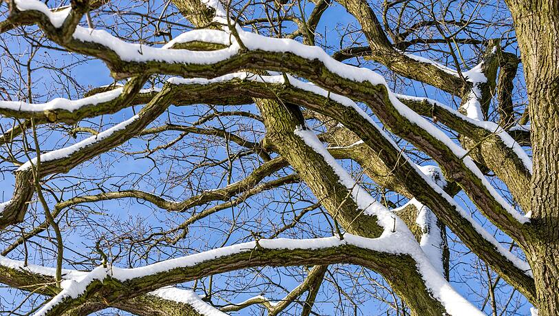 In N&uuml;rnberg ist eine Frau von einem Ast t&ouml;dlich getroffen worden. Unklar war noch, ob dieser wegen des Schneefalls abbrach. (Symbolbild)