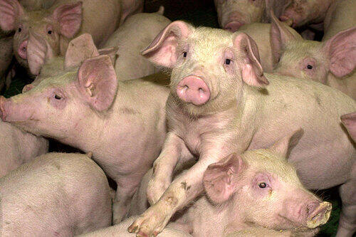 Für Juden gelten Schweine als unreine Tiere. Ausgerechnet neben einem jüdischen Friedhof plant ein Landwirt nun einen Mastbetrieb.