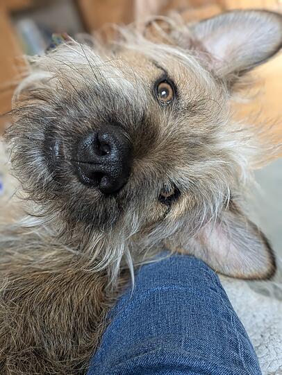 Scooby: Weil er so viel gelernt hat seit August und so viele Hunde Freunde in der Nachbarschaft hat.