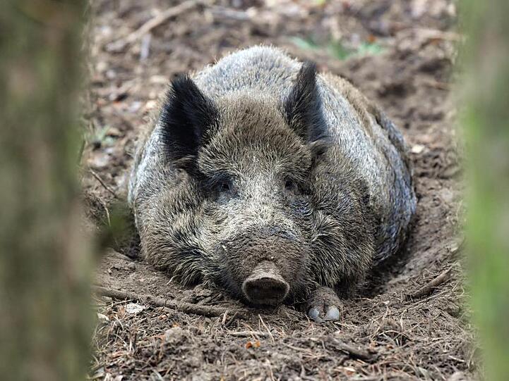 Ein Wildschwein (Sus scrofa) liegt auf dem Waldboden in seinem Gehege. Foto: Patrick Pleul/Archiv