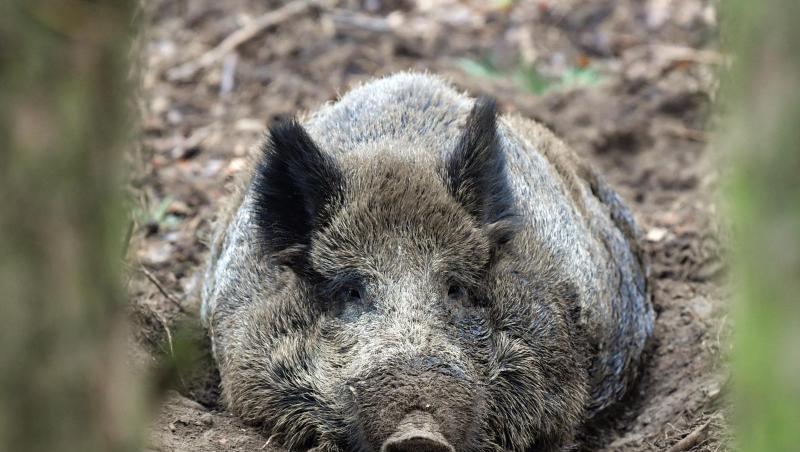 Ein Wildschwein (Sus scrofa) liegt auf dem Waldboden in seinem Gehege. Foto: Patrick Pleul/Archiv Ein Wildschwein (Sus scrofa) liegt auf dem Waldboden in seinem Gehege. Foto: Patrick Pleul/Archiv