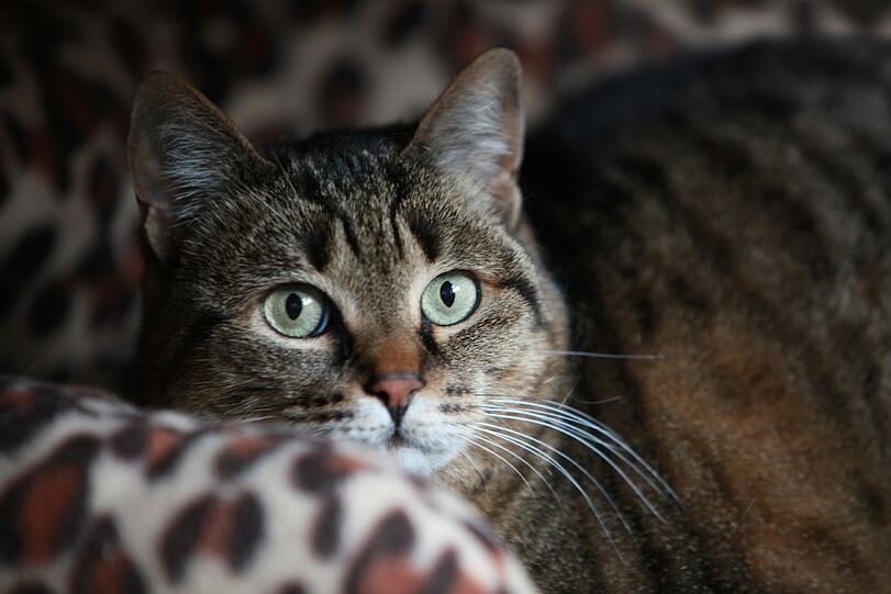 Katze Peppina
