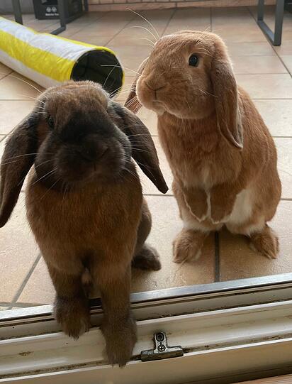 Zwergkaninchen Makumbi und Pacho