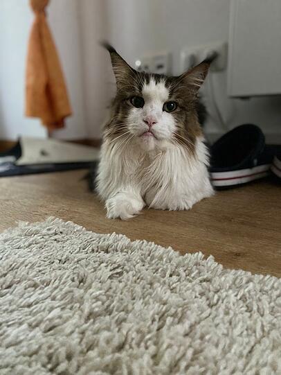 Simba