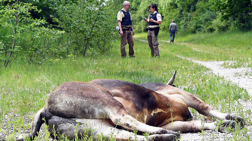 Wildwest an der A94: 17 entflohene Rindviecher hielten die "Cowboys" von Polizei und Feuerwehr stundenlang auf Trab. Die Bilder von der Stierhatz.