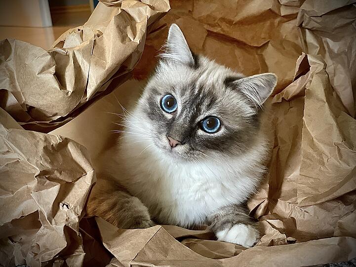 Cino