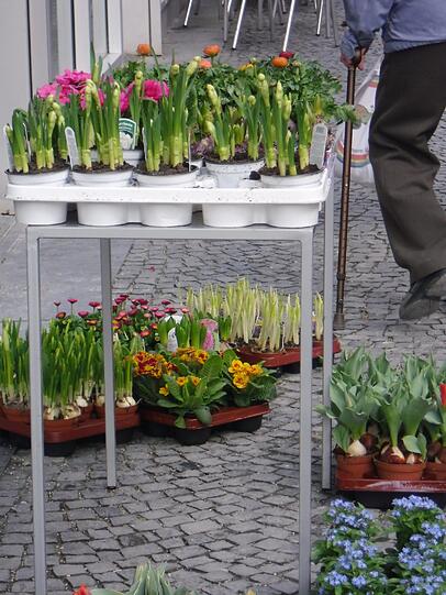 Junge Blüten und ein reiferes Münchner Gewächs.