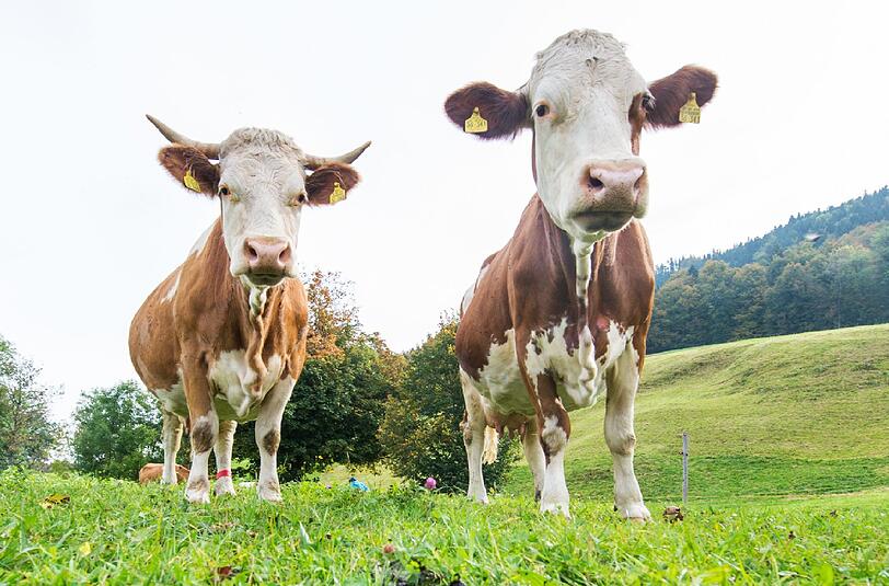 Arme Tiere: Der Tierquäler hat seit Juli 2014 mindestens acht Kühe geschändet.