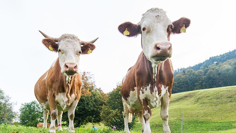 Arme Tiere: Der Tierquäler hat seit Juli 2014 mindestens acht Kühe geschändet. Arme Tiere: Der Tierquäler hat seit Juli 2014 mindestens acht Kühe geschändet.
