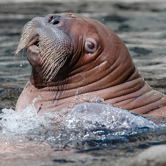 Am Donnerstag begeisterte das Walrossbaby im Tierpark Hagenbeck in Hamburg die Besucher. Die Bilder!