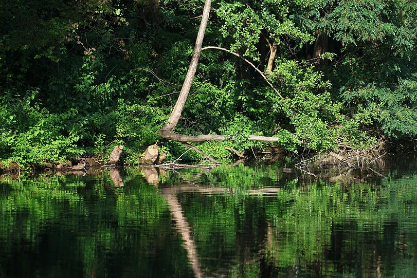 Fast mitten im Wohngebiet: Eine grüne Wildnis am Schwabinger See, in der, so wie es ausschaut, auch ein Biber wohnt. Fast mitten im Wohngebiet: Eine grüne Wildnis am Schwabinger See, in der, so wie es ausschaut, auch ein Biber wohnt.