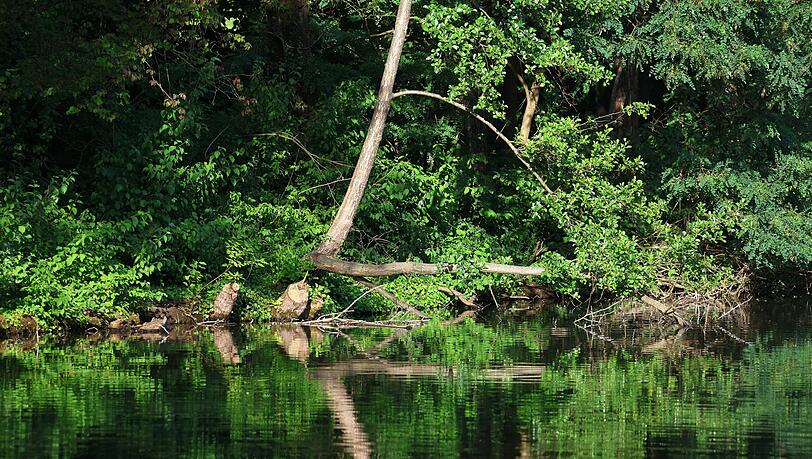 Fast mitten im Wohngebiet: Eine grüne Wildnis am Schwabinger See, in der, so wie es ausschaut, auch ein Biber wohnt. Fast mitten im Wohngebiet: Eine grüne Wildnis am Schwabinger See, in der, so wie es ausschaut, auch ein Biber wohnt.