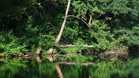 Fast mitten im Wohngebiet: Eine gr&uuml;ne Wildnis am Schwabinger See, in der, so wie es ausschaut, auch ein Biber wohnt.