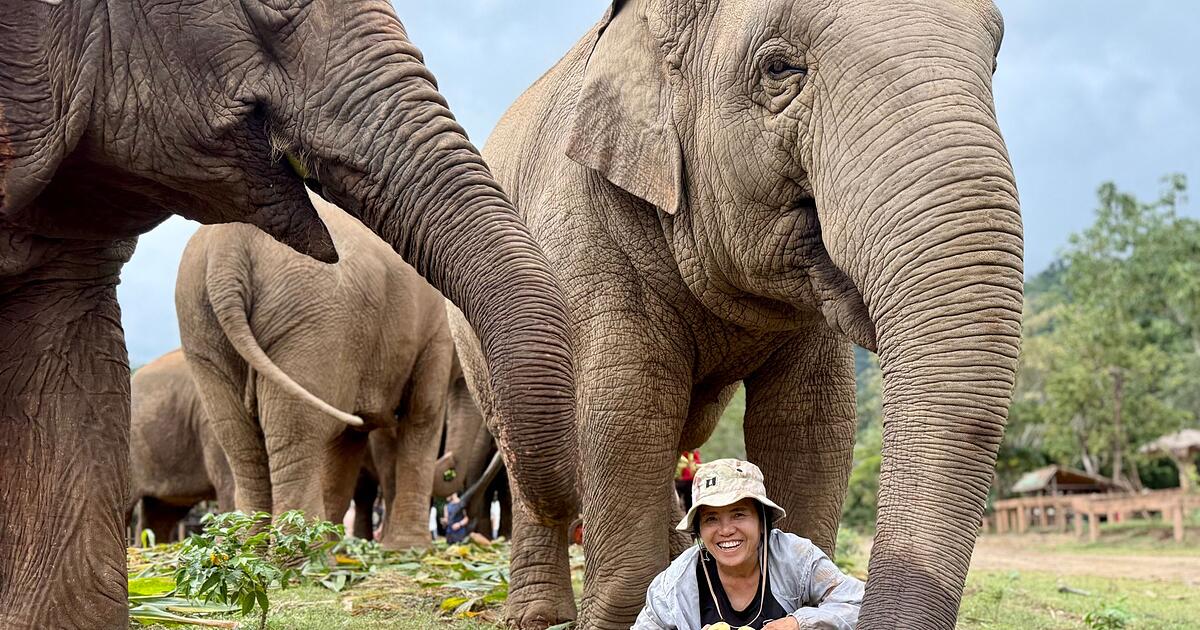 Die-Elefantenfl-sterin-von-Chiang-Mai