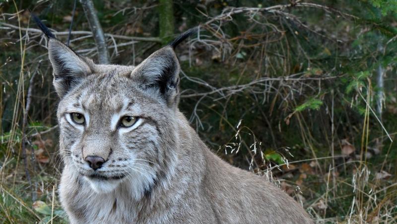 Eine Luchs-Weibchen. Foto: Holger Hollemann/Archivbild Eine Luchs-Weibchen. Foto: Holger Hollemann/Archivbild