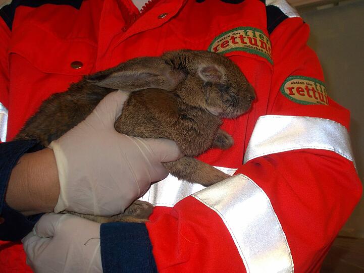 Vorsichtig hält ein Tierarzt ein an Myxomatose erkranktes Kaninchen auf dem Arm.