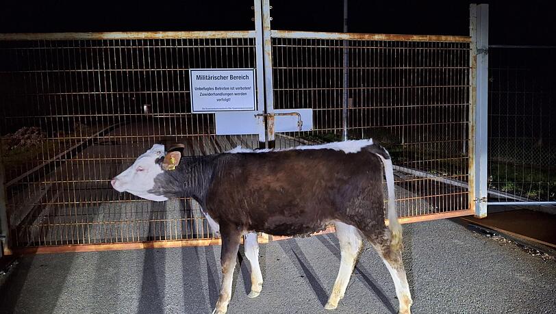 Das Jungrind drang laut Polizei bis in den militärischen Sicherheitsbereich vor.